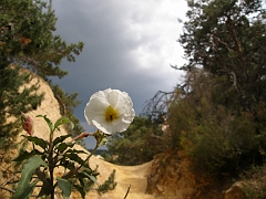 P5222031