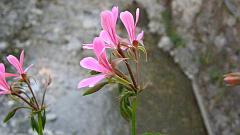 P7160393