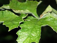 P7311121